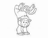 Coloring Monkey Tightrope Coloringcrew sketch template