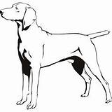 Weimaraner Silhouette Dog Pages Coloring Squirrel Angry Vector Getdrawings Getcolorings Color Stickers Result Contents Comp Similar Search sketch template