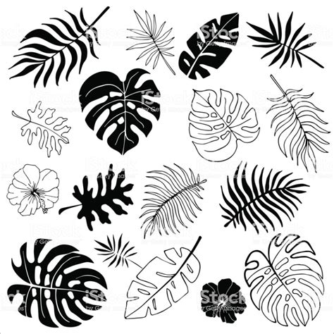 isolated silhouettes  tropical palm leaves jungle leaves royalty