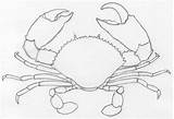 Draw Crab Easy Pencil Drawings Sketches Drawing Basic Coloring sketch template