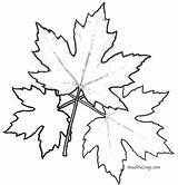 Maple Coloring Leaf Pages Sugar Toronto Tree Colouring Printable Leaves Color Drawing Getcolorings Print Getdrawings Leafs Oak sketch template