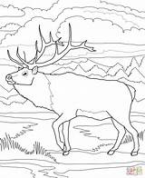 Coloring Caribou Pages Woodland Drawing Printable Deer Supercoloring Popular Getdrawings sketch template