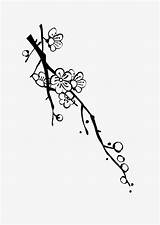Plum Drawing Blossom Getdrawings sketch template