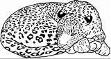 Leopards Coloringhome sketch template