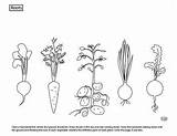Carrot Worksheets Turnip sketch template