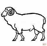 Sheep Coloring Ram Drawing Outline Pages Head Printable Lamb Simple Cow Cute Drawings Supercoloring Kids Realistic Face Carnero Color Clipart sketch template