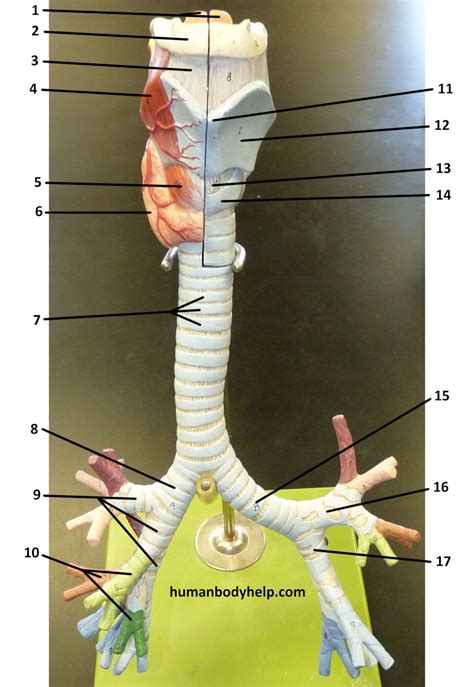 trachea human body