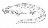Aligator Alligator Crocodile Kolorowanki Pobrania Bestcoloringpagesforkids Alligatore Saltwater Coloringsun Milanesi sketch template