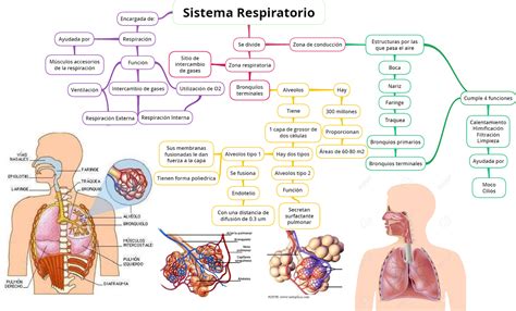 fisiologia basica  sistema respiratorio generalidades