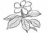 Gardenia Coloring Pages Drawing Flower Flowers Jasmine Augusta Printable Beautiful Size Print Getdrawings Botanical sketch template