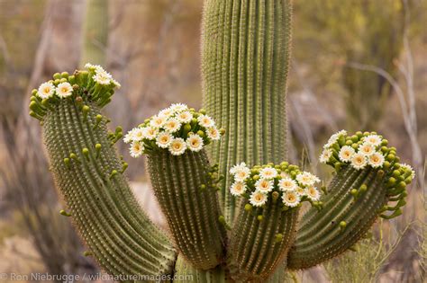 blooming saguaro cactus tucson arizona   ron niebrugge