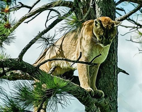 Cougar In A Tree By Ernie Echols