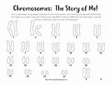 Karyotype Coloring Down Syndrome Worksheet Male Chromosome Female Sheets Choose Board sketch template