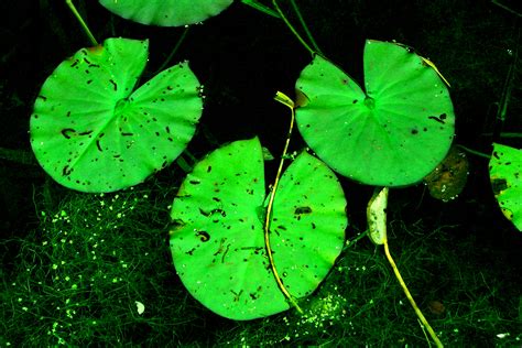 photo lily pads float frog green   jooinn