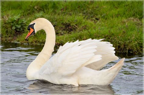 swan  stock photo public domain pictures