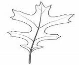 Leaf Oak Coloring Printable Pages Northern Red sketch template