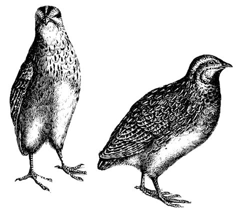 quail clipart