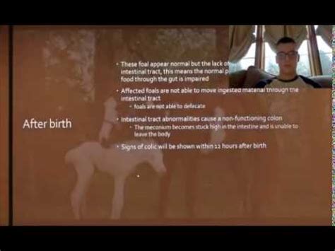 checking  lethal white foal syndrome youtube