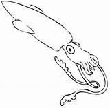 Calamares Calamar Calamaro Sus Idibujos sketch template