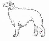 Borzoi Lineart sketch template