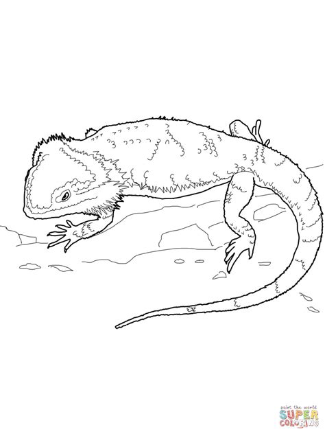 bearded dragon coloring page  printable coloring pages