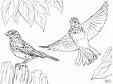 Sparrow Supercoloring Homecolor sketch template