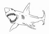 Shark Jaws Tocolor sketch template