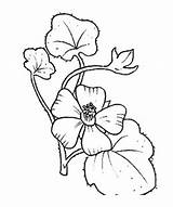 Malva Stampare Orchidea Natur Mallow Orchidee Obtain Depending Card Geranio Margherita Girasole Menta Quando Malvorlage Kategorien sketch template