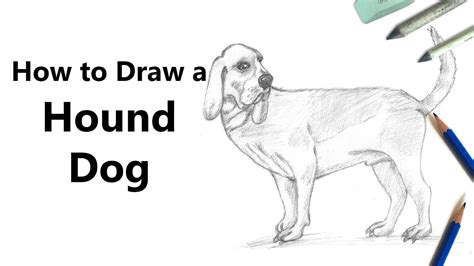draw  hound dog  pencils time lapse youtube