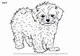 Maltese Cavapoo Drawingtutorials101 Kleurplaat Makkelijk Hond Tekenen sketch template