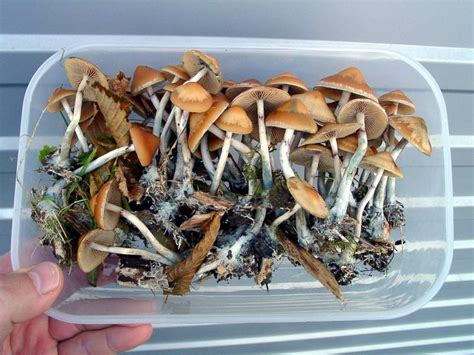 psilocybe azurescens bulk psychedelic mushroom mushroom drug