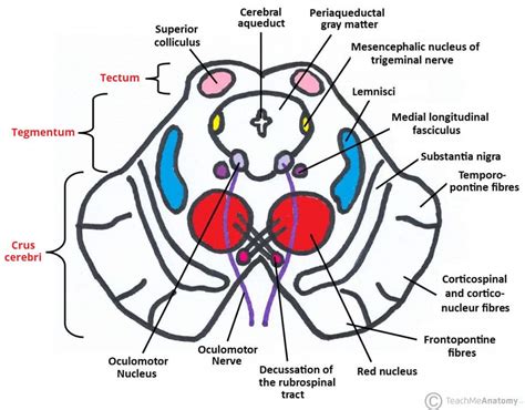 midbrain colliculi peduncles teachmeanatomy