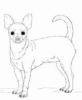 Chihuahua Coloring Pages Dog Printable Dogs Drawing Puppy Animals sketch template