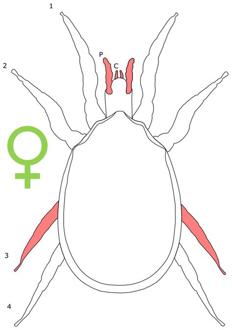 Sexual Dimorphism In The Arachnid Orders [peerj]