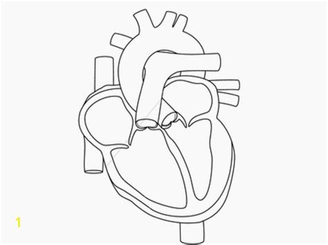 anatomical heart coloring pages divyajanan