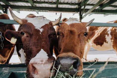 Portrait Of Brown Domestic Beautiful Cows Eating Hay In