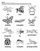 Insects Insect Bugs Insekten Bug Handouts Learningprintable Vocabulary sketch template