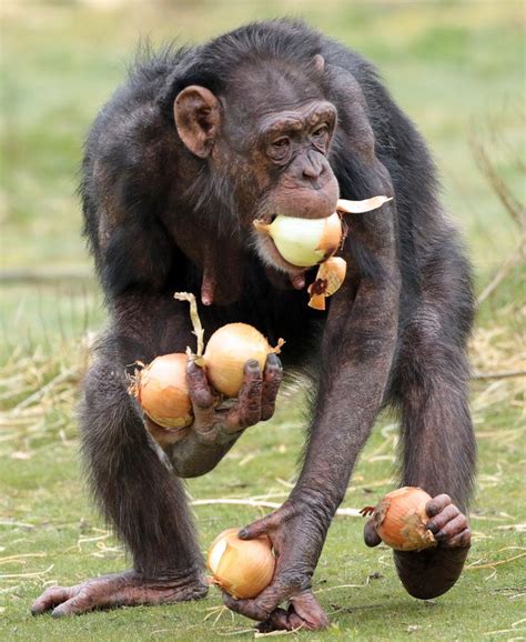 chimpanzee beekse bergen bba chimpanzee animals gorilla
