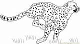 Cheetah Coloring Dibujos Guepardo Correndo Leopardo Spiderman Everfreecoloring Dibujosonline Bebé sketch template