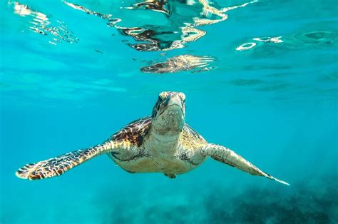 de zeeschildpad  afrika inspired  safaris