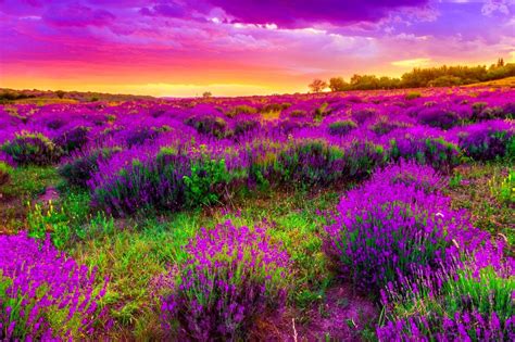 beautiful purple spring wide wallpaper  secret truth  life