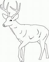 Deer Coloring Pages Template Tailed Printable Baby Outline Drawing Print Kids Buck Whitetail Cute Tail Antlers Drawings Clipart Antler Templates sketch template