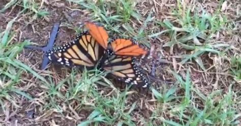 Oprah Dazzled By Beautiful Butterflies Who Just So Happen To Be Having