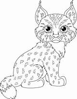 Luchs Lince Lynx Ausmalbild Ilustraciones Seleccionar Dorothy sketch template