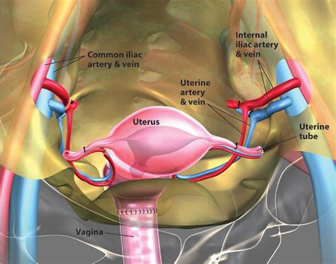 Tilted uterus sex