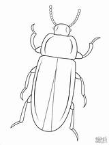 Beetle Coloring Mealworm Pages Beetles Printable Template Insect Cartoons Drawing Outline Bug Kids Patterns Click Clipart Color Drawings Realistic Sketch sketch template