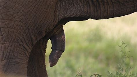 African Elephant Savannah Kenya Sd Stock Video 581