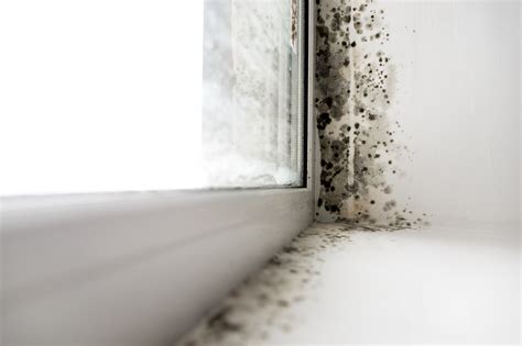 dangers  black mold  homeowner