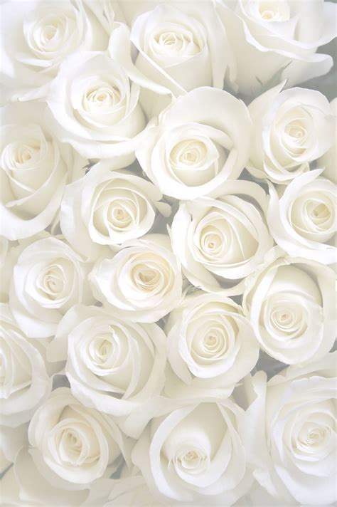white rose vertical background villa russo catering