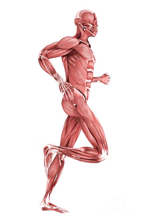 medical illustration of male muscles digital art by